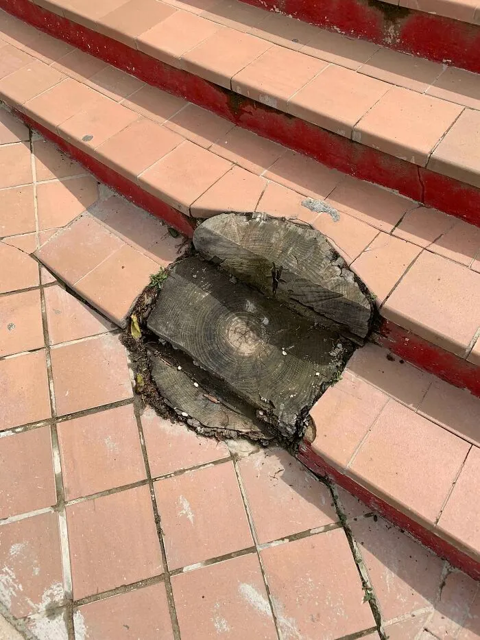 Took Care Of That Stump Boss