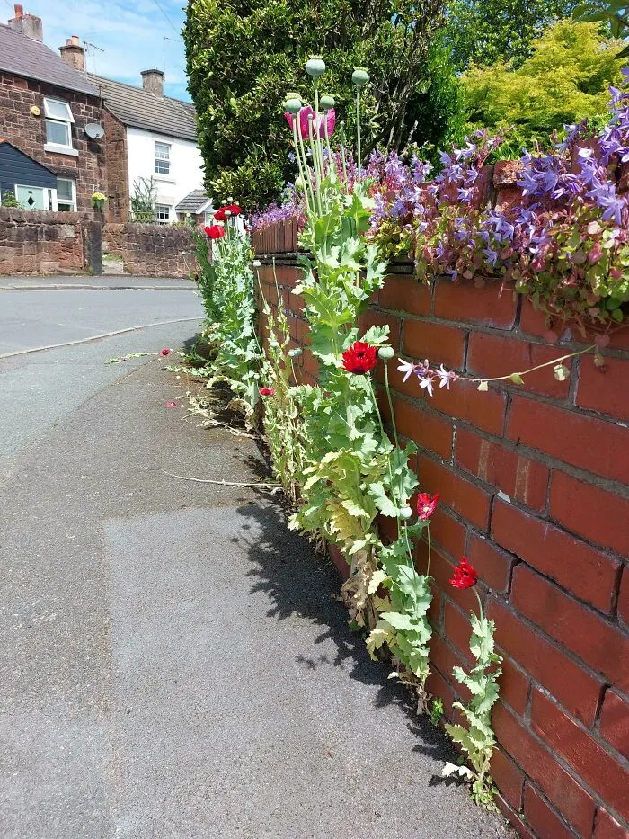 The Council Has Given Up On Any Form Of W**d Maintenance Or Grass Mowing. There Are Wild Flowers Everywhere