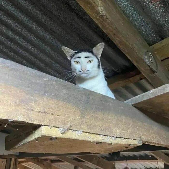 Gato con expresión incómoda en un techo rústico, imagen divertida y realmente incómoda para compartir.