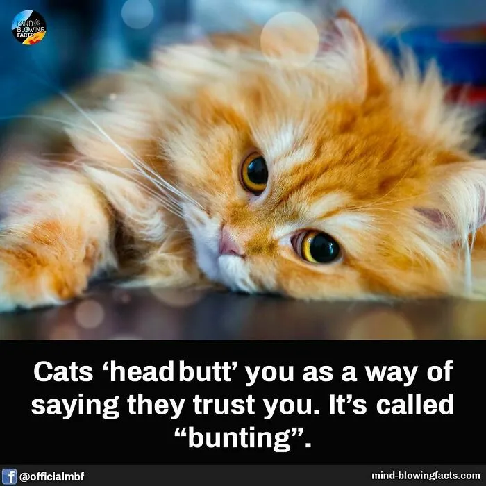“You Won't Be Leaving This Page Without Learning Something New!” 50 Of The Most Interesting Facts (New Pics)
