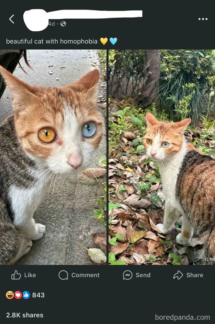 At Complimenting A Cat