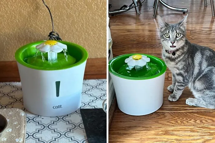 <span Style="Font:inherit;color:#d74b1f;"> Flower Fountain</Span>: A Blooming Good Way To Keep Your Pets Hydrated