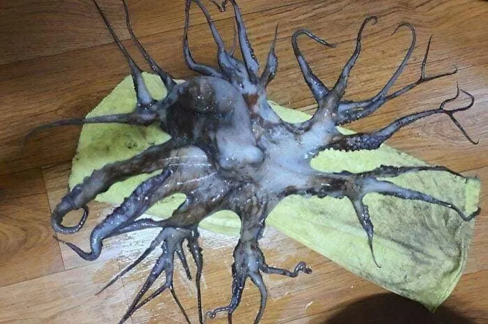 30 Unhinged Pics That Ended Up On This Online Group, Dedicated To The Weird And Questionable (New Pics)