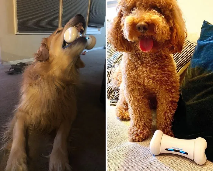 Bored Dog? Nevermore, With The <span Style="Font: Inherit; Color: #d74b1f;"> Smart Bone Interactive Toy</Span>