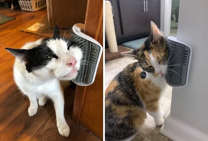 A <span Style="Font:inherit;color:#d74b1f;"> Self Grooming Cat Brush</Span> That Will Leave Your Kitty Feline Fine