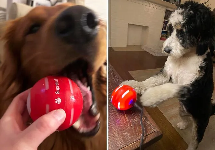 Let The Good Times Roll With The <a Style="Display:inline;" Href="Https://Www.amazon.com/Petdroid-Interactive-Activated-Automatic-Rechargeable/Dp/B08c9phwfc?ie=utf8&linkcode=ll1&tag=bpgoat-20&linkid=bf3d7ef1ed919e747dbfb6aff7cb2a7b&language=en_us&ref_=as_li_ss_tl" Target="_blank"><span Style="Font: Inherit; Color: #d74b1f;"> Motion Activated Dog Ball</Span>