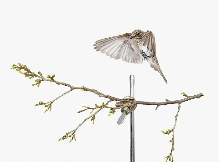 This Artist Photographs Birds On Plants And Branches In A Studio (30 Pics)