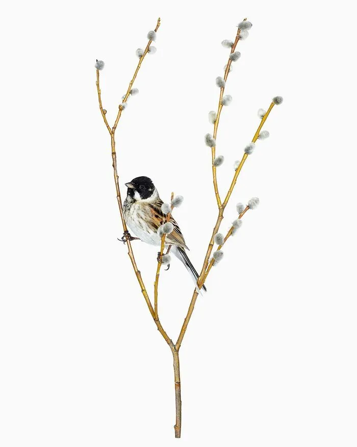 This Artist Photographs Birds On Plants And Branches In A Studio (30 Pics)