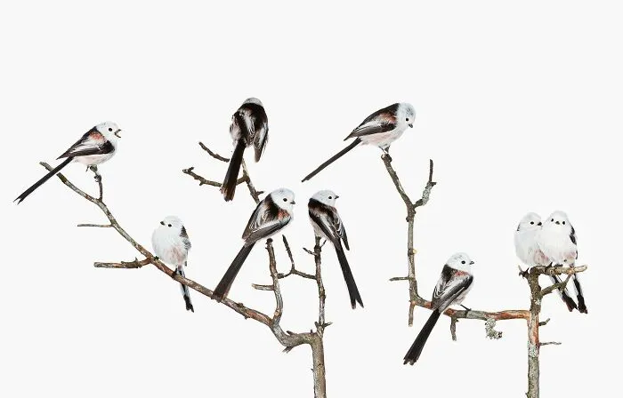 This Artist Photographs Birds On Plants And Branches In A Studio (30 Pics)