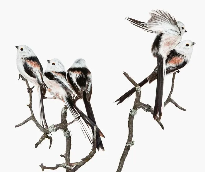 This Artist Photographs Birds On Plants And Branches In A Studio (30 Pics)