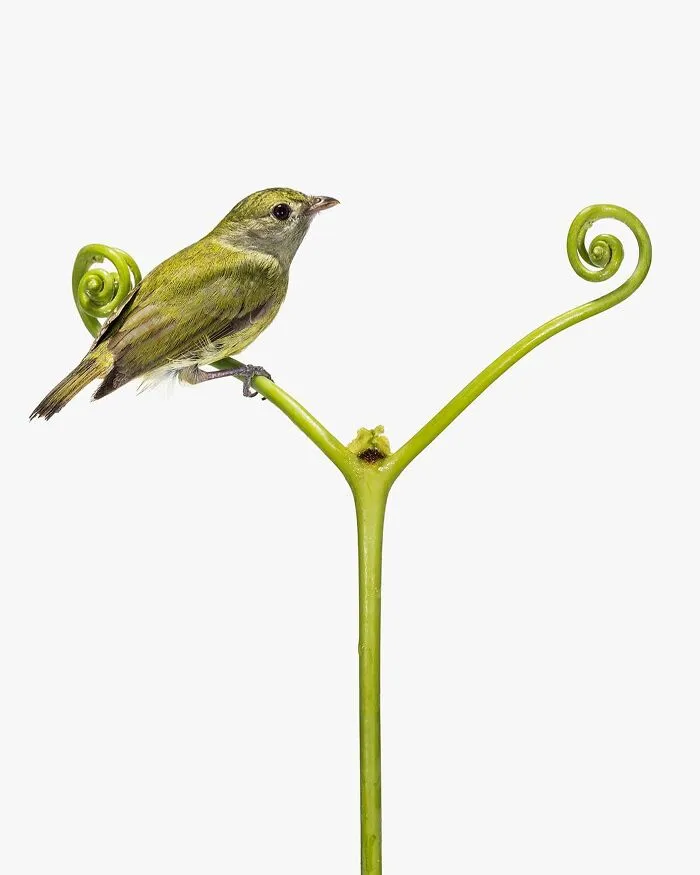 This Artist Photographs Birds On Plants And Branches In A Studio (30 Pics)