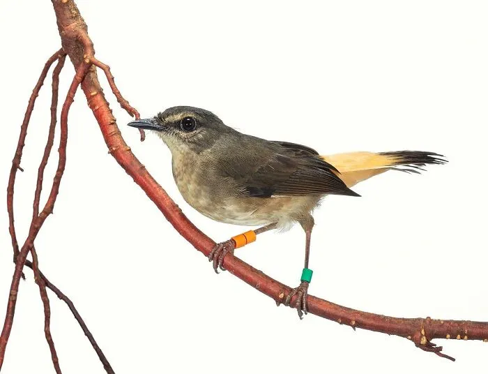 This Artist Photographs Birds On Plants And Branches In A Studio (30 Pics)