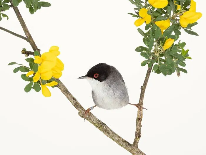 This Artist Photographs Birds On Plants And Branches In A Studio (30 Pics)