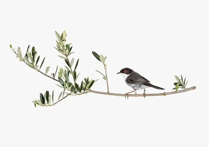 This Artist Photographs Birds On Plants And Branches In A Studio (30 Pics)