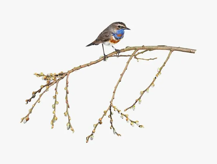 This Artist Photographs Birds On Plants And Branches In A Studio (30 Pics)