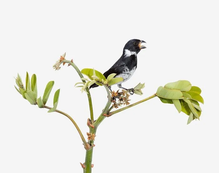 This Artist Photographs Birds On Plants And Branches In A Studio (30 Pics)