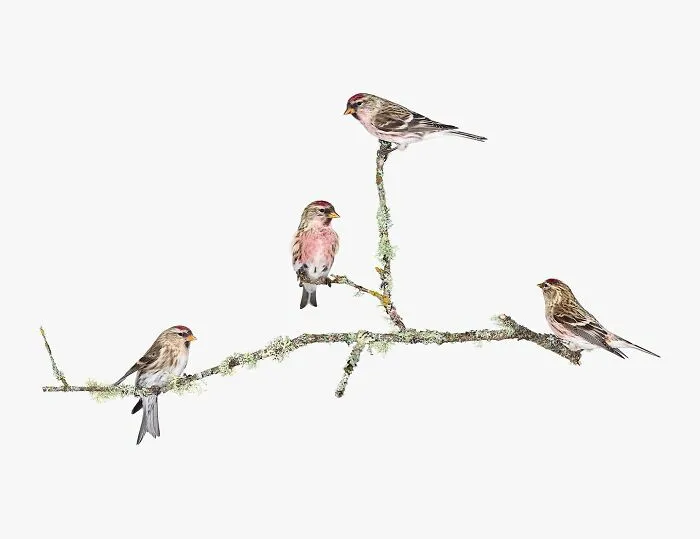 This Artist Photographs Birds On Plants And Branches In A Studio (30 Pics)