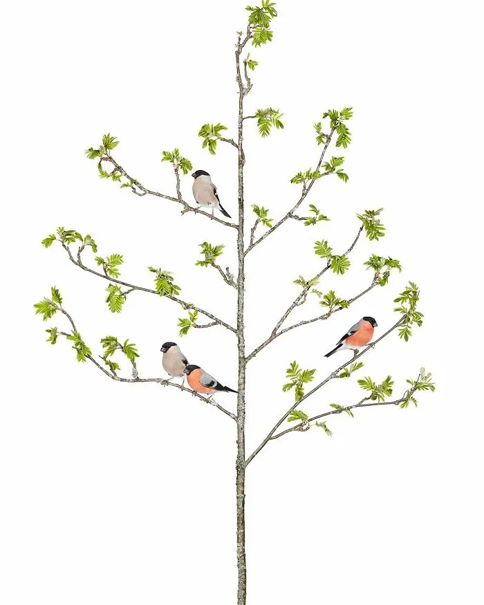This Artist Photographs Birds On Plants And Branches In A Studio (30 Pics)