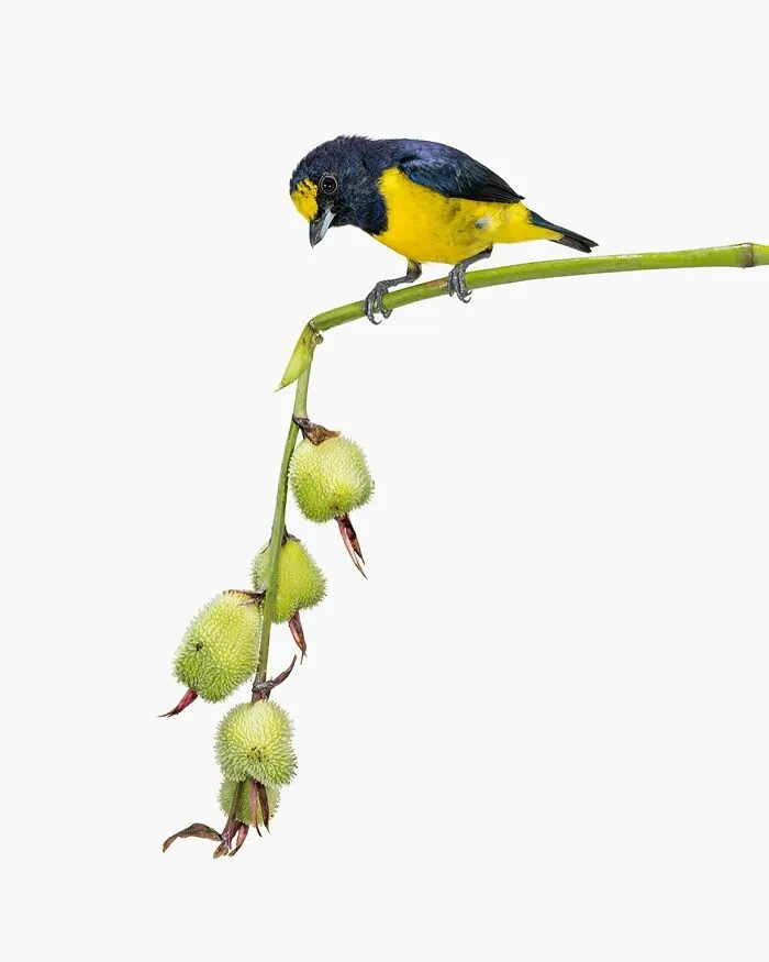 This Artist Photographs Birds On Plants And Branches In A Studio (30 Pics)