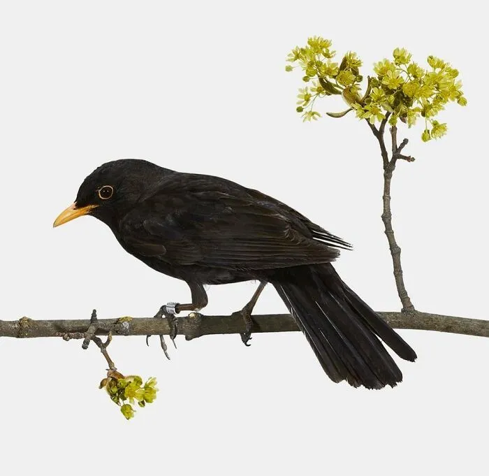 This Artist Photographs Birds On Plants And Branches In A Studio (30 Pics)