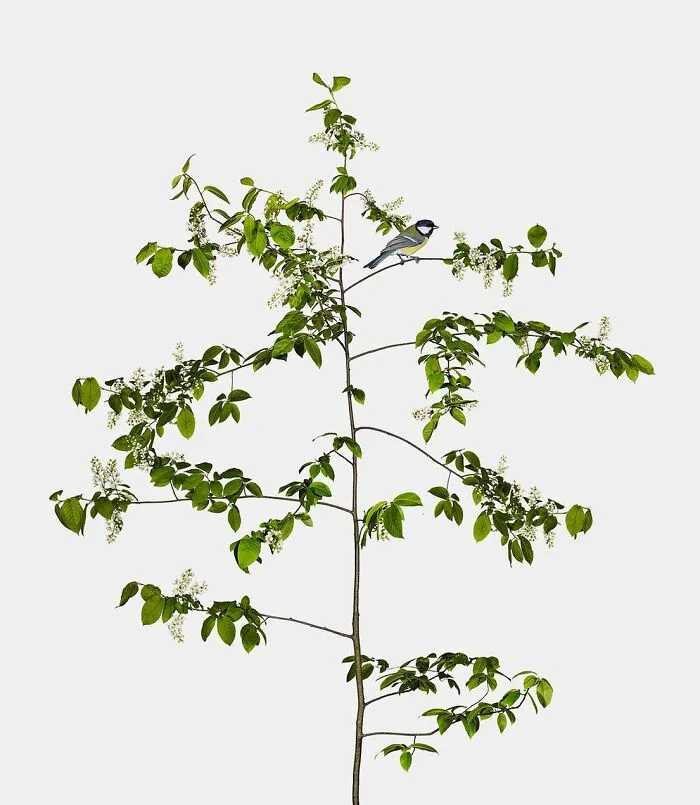 This Artist Photographs Birds On Plants And Branches In A Studio (30 Pics)