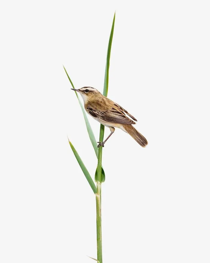 This Artist Photographs Birds On Plants And Branches In A Studio (30 Pics)