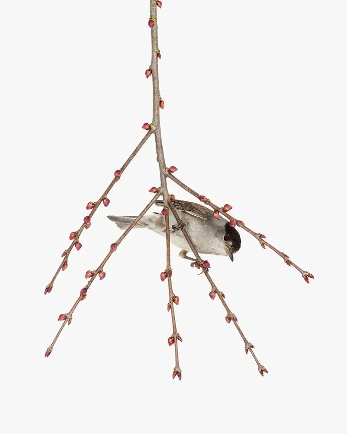 This Artist Photographs Birds On Plants And Branches In A Studio (30 Pics)