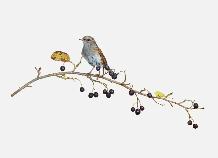 This Artist Photographs Birds On Plants And Branches In A Studio (30 Pics)