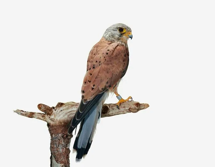 This Artist Photographs Birds On Plants And Branches In A Studio (30 Pics)