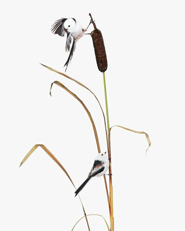 This Artist Photographs Birds On Plants And Branches In A Studio (30 Pics)
