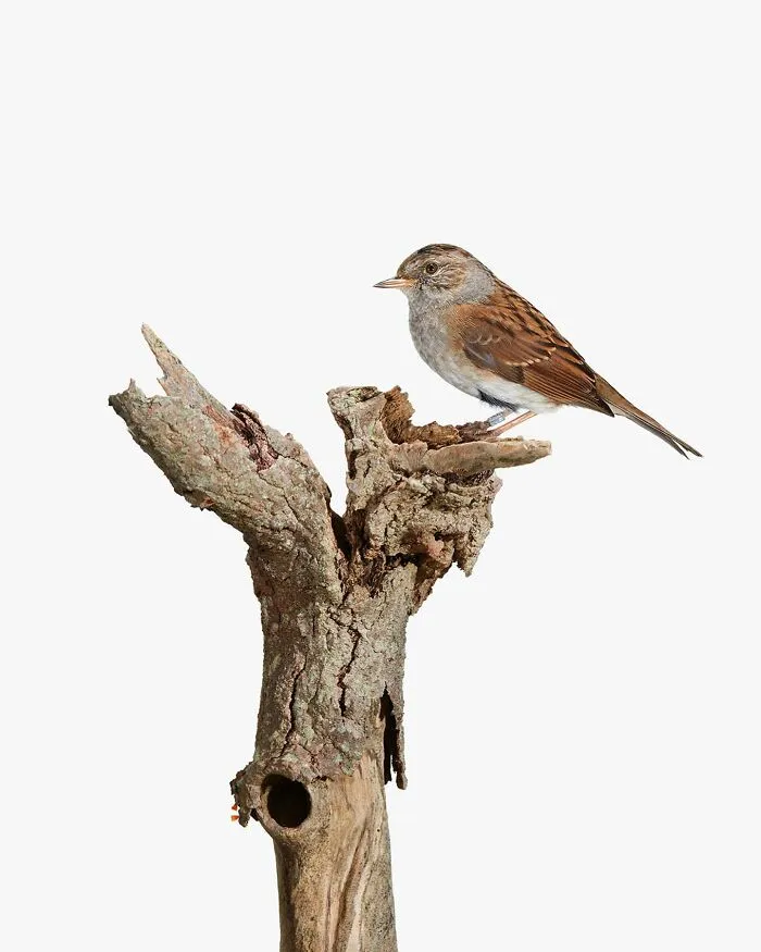 This Artist Photographs Birds On Plants And Branches In A Studio (30 Pics)