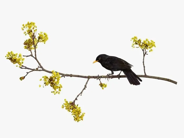 This Artist Photographs Birds On Plants And Branches In A Studio (30 Pics)