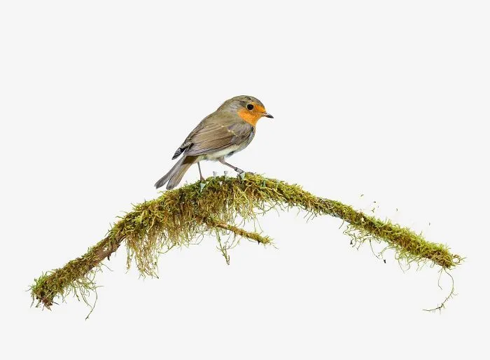 This Artist Photographs Birds On Plants And Branches In A Studio (30 Pics)