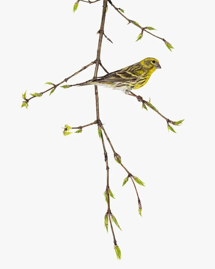 This Artist Photographs Birds On Plants And Branches In A Studio (30 Pics)
