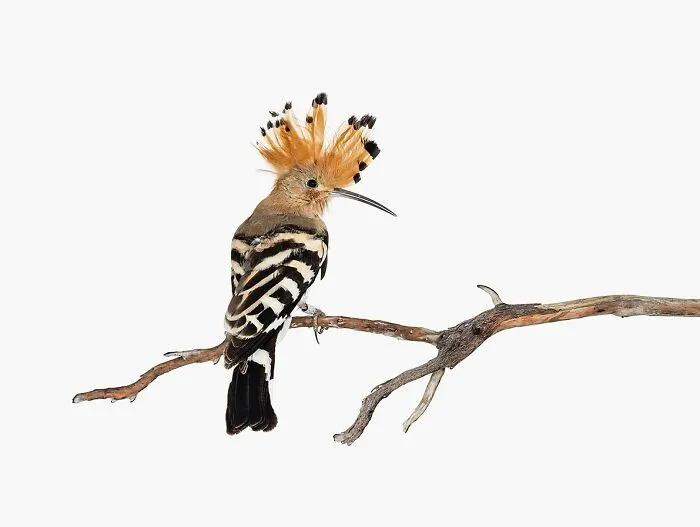 This Artist Photographs Birds On Plants And Branches In A Studio (30 Pics)