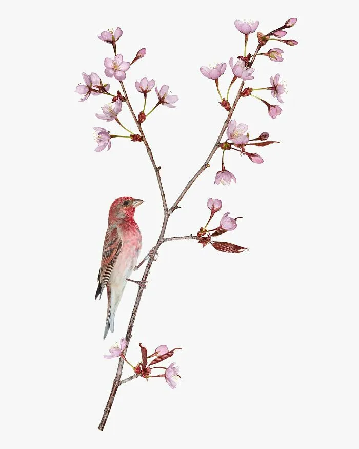 This Artist Photographs Birds On Plants And Branches In A Studio (30 Pics)