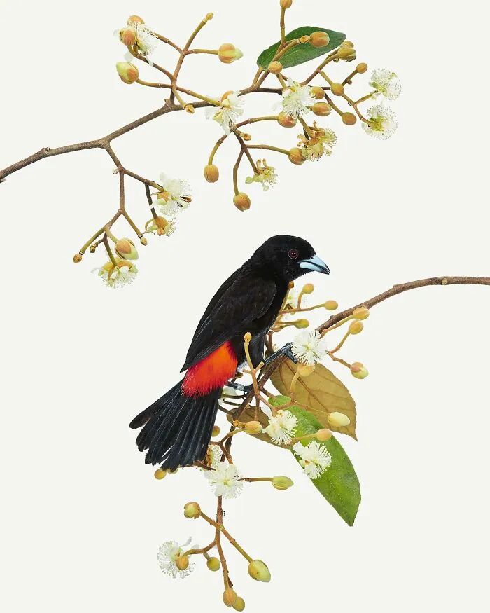 This Artist Photographs Birds On Plants And Branches In A Studio (30 Pics)
