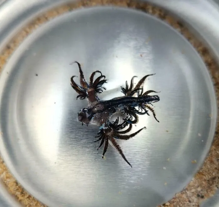 Encontrado en Kauai