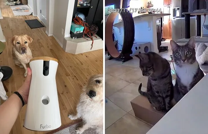Be Fur-Ever Connected With The <span Style="Font: Inherit; Color: #d74b1f;"> Mini Pet Camera</Span>