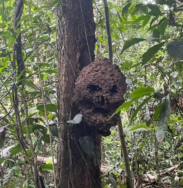 Nido de insectos que parece un cráneo