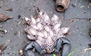 50 Of The Most Horrific Things Mother Nature Produced That People Caught On Camera (New Pics)