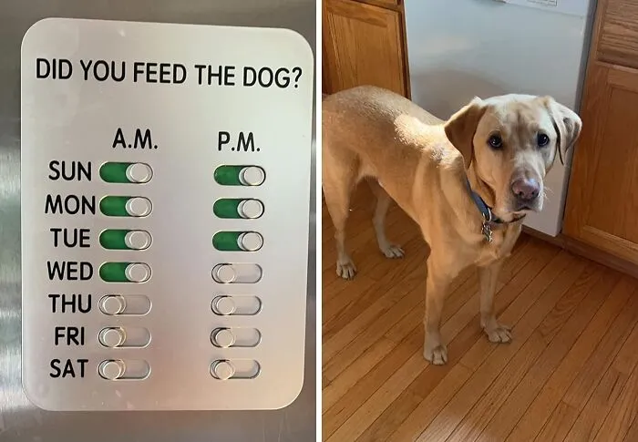 Don't Let Those Puppy Eyes Fool You. The "<span Style="Font: Inherit; Color: #d74b1f;"> Did You Feed The Dog?</Span>" Timekeeper Never Lies