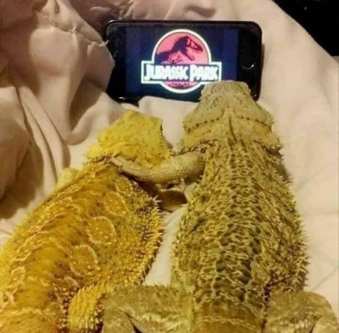 Dos reptiles viendo una película en un móvil, imagen curiosa y divertida que puede resultar incómoda para algunos.