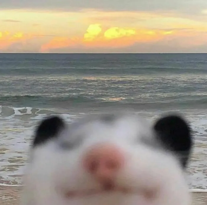 Primer plano divertido de un animal borroso frente al mar con cielo al atardecer, imagen incómoda pero graciosa.