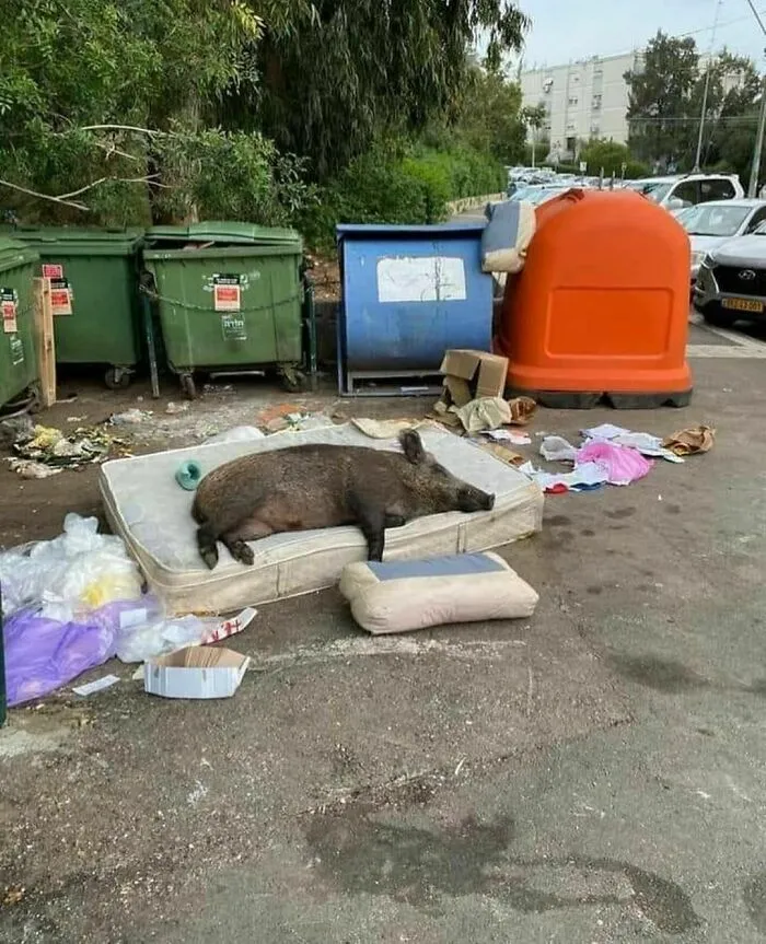 38 Imágenes realmente incómodas aunque divertidas en cierto modo