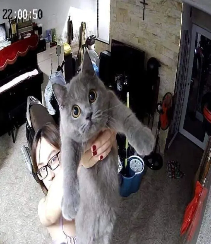 26 Fotos de gatos adorables para animarte si llevas un mal día