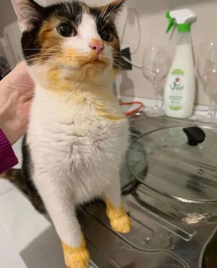 26 Fotos de gatos adorables para animarte si llevas un mal día