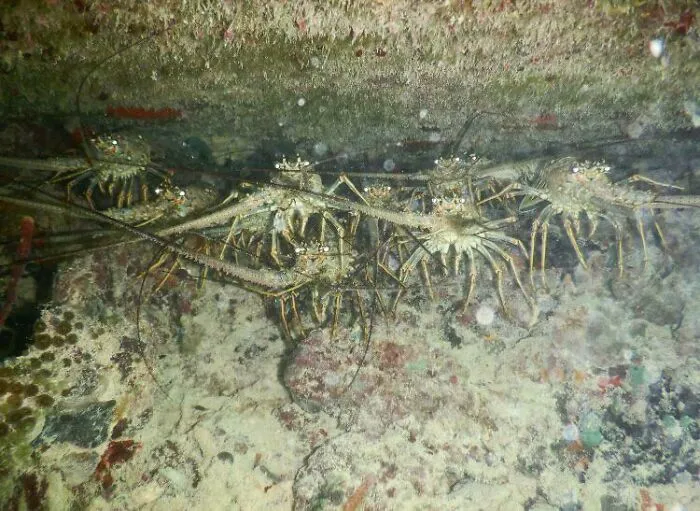Nido de langostas mientras buceaba de noche