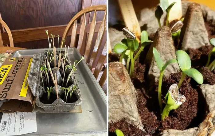 This <span Style="Font:inherit;color:#d74b1f;"> Sunflower Garden Grow Kit </Span> Is Perfect For Everyone That Wants To Give This 'Gardening' Thing A Try