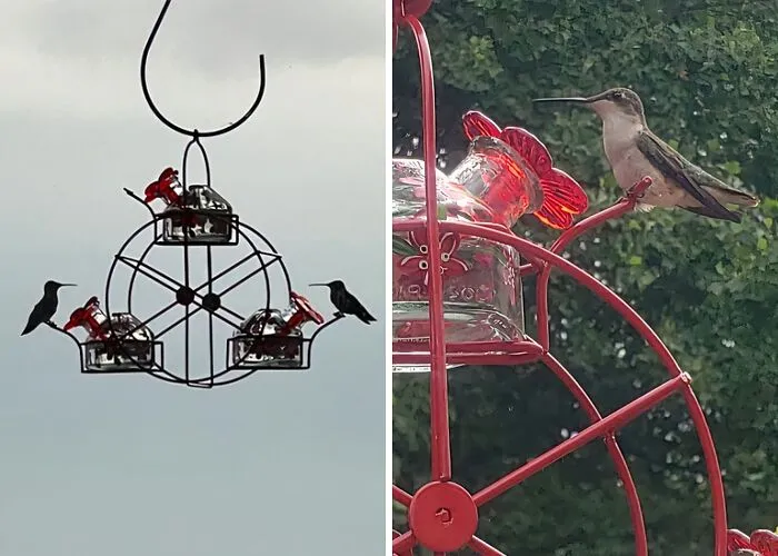 <span Style="Font:inherit;color:#d74b1f;"> Ferris Wheel Hummingbird Feeder </Span>: Because Birds Also Deserve A Day At The Carnival